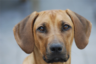 Honden zijn welkom bij ons en blijven welkom